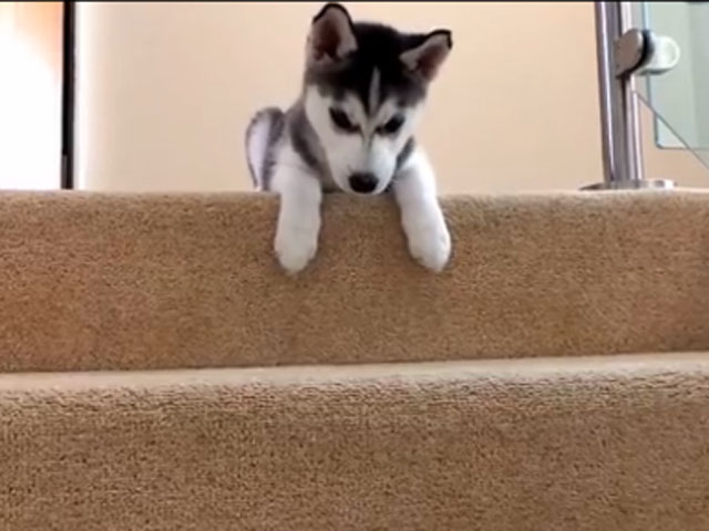 A esta adorable cachorrita le gusta la vida fácil (Video)