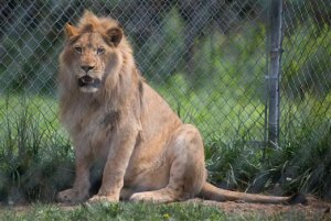 Uruguay dona leones a santuario felino en EEUU