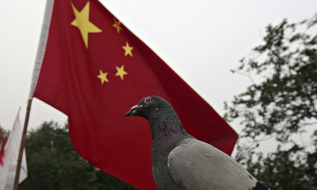 A pigeon in front of the Chinese national flag