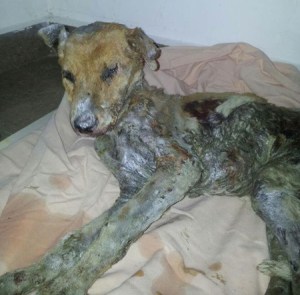 Obrero de Unefa Los Teques quema viva a perra de 4 meses