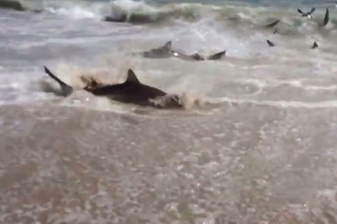 Heridos tres surfistas por tiburones en la costa este de Florida