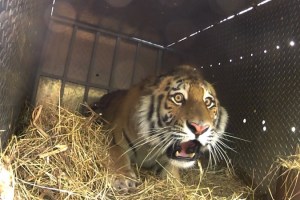 Nerviosismo diplomático por Kuzya, el tigre de putín que nadó hasta China