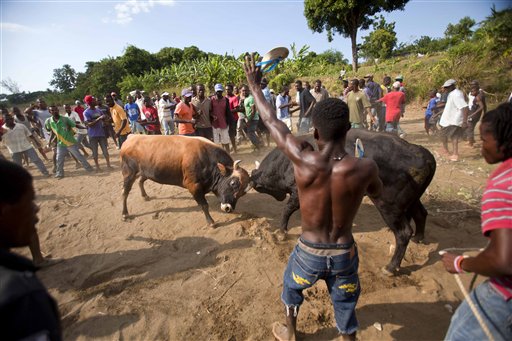 Peleas de toros en la Haití rural (Fotos)