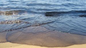 Enfermedades y exterminio de fauna marina por derrame de crudo en Amuay