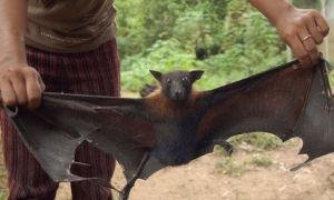 El murciélago hembra cautivo ofrece sexo a cambio de comida a los machos