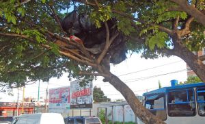 Grupo Ninja trepa árboles para atracar en Barquisimeto
