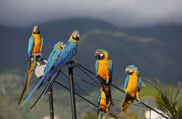 VENEZUELA-GUACAMAYAS