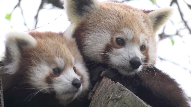 Los pandas rojos gemelos (Video)