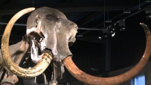 Subastan esqueleto de mamut gigante (Video)