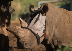 Máscara antiinfecciones para rinoceronte (Fotos)
