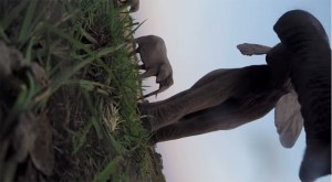 Curiosos elefantes se divierten con una cámara GoPro