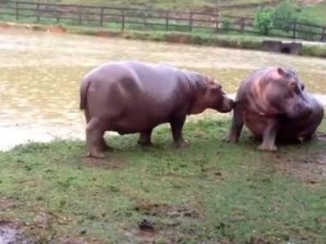 Hipopótamos de Pablo Escobar fueron esterilizados