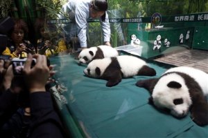 Pandas trillizos cumplen 100 días con buena salud