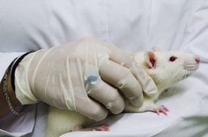 Revierten en ratones un cáncer familiar gástrico muy agresivo con clorhídrico