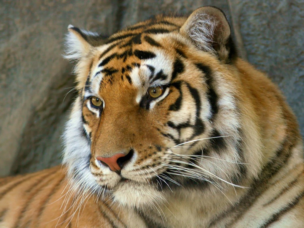 Un tigre de circo mata a una niña de ocho años