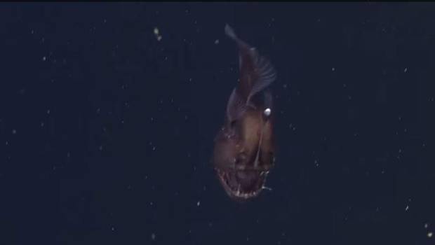 Revelan el primer video del pez más terrorífico del fondo del mar