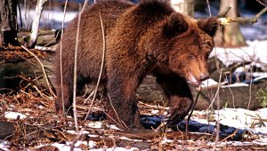Una locomotora rusa persigue y arrolla a un oso en Siberia