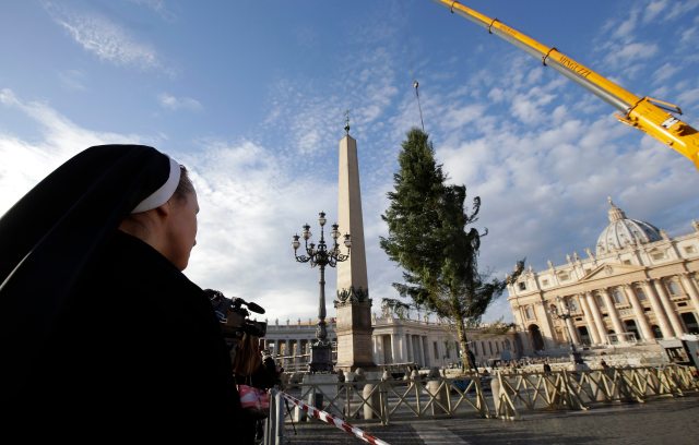 A nun looks on as workers erect a Christmas tree in St. Peter's Square at the Vatican