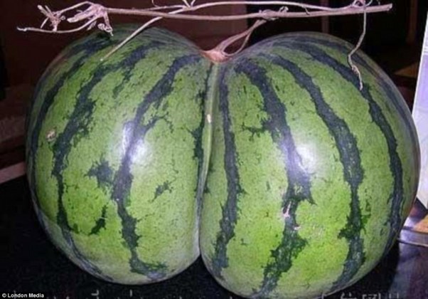 2412040500000578-2875564-Comparison_This_photo_of_a_watermelon_shaped_like_34_year_old_Ka-a-4_1418718551820