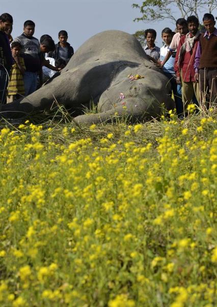 Un grupo de aldeanos se agolpan arededor de un elefante muerto en la zona de Lokhisapori, en el distrito de Sonitpur, Assam (foto EFE/Str)