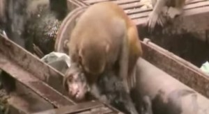VIDEO: Mono se viste de héroe y salva la vida de su amigo en vías del tren