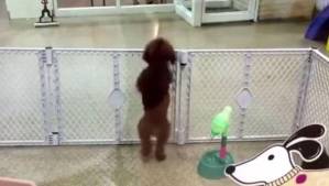 Video: Perrito baila “salsa” cuando ve a sus dueños llegar