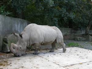 Solo quedan cinco rinocerontes blancos del norte tras muerte de Angalifu