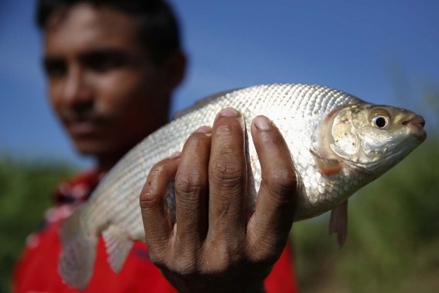 Fisherman holds Coporo fish at the shore of the Arauca river in El Yagual in the state of Apure