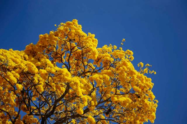 Araguaney tree, also known as Tabebuia chrysantha or Yellow Ipe, in Caracas