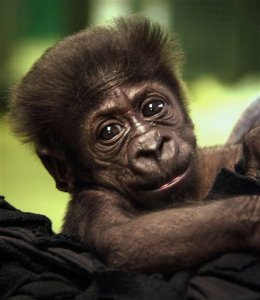 Bebé gorila fue rechazada por su madre y se muda de zoológico