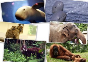 Diez animales que podrían desaparecer en 2015