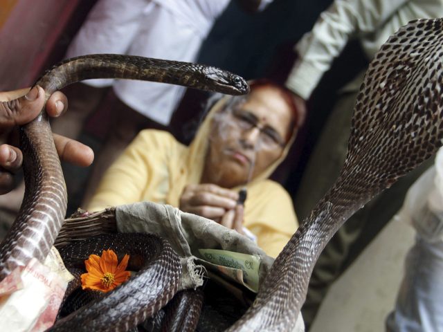 Una mujer india reza a una cobra real con motivo de la celebración del festival Nagpanchami en Jammu