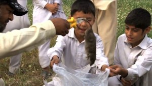 Lucha contra las ratas en Pakistán (Video)