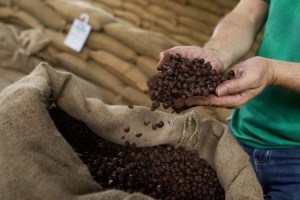 En Anzoátegui, la producción de café cayó 52% en un año