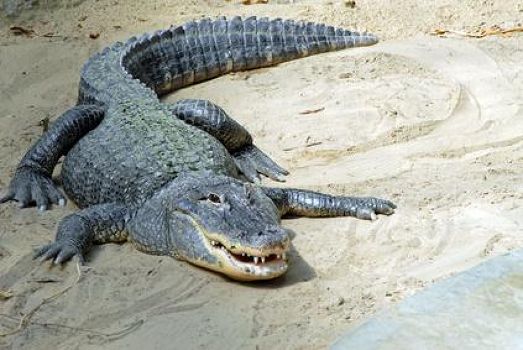 ¿WTF? Lo atacó un cocodrilo cuando orinaba en plena laguna de Cancún