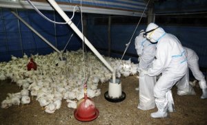 Confirman el quinto brote de gripe aviar en Japón en lo que va de invierno