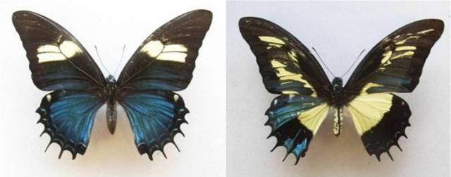 Foto: Comparación mariposa normal y mariposa con ginandromorfismo / curiosidades.batanga.com