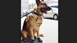 Caninos policiales estrenan moderno calzado
