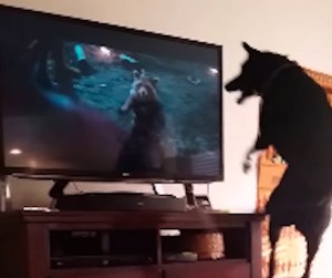 Perro se vuelve loco al ver personaje de “Guardianes de la Galaxia” (Video)