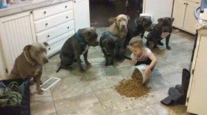 Video: Pequeña niña enseña a comer a seis pitbulls