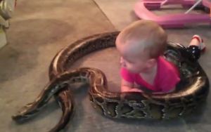 ¡WTF! La mascota de una bebé es una serpiente (Video)