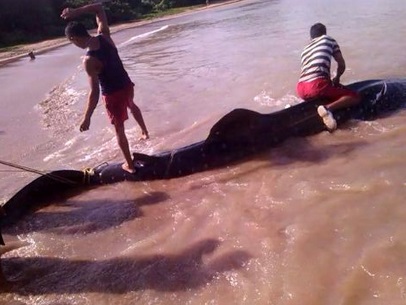 Detienen a dos hombres en Falcón por matar un tiburón ballena (Fotos)