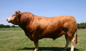 Las vacas francesas ya tienen su sitio de encuentros en Internet (Fotos)