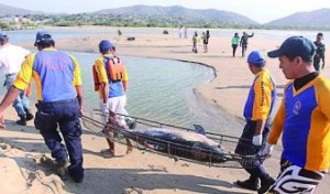 Pescadores avistaron otro delfín muerto en las costas de Puerto Píritu