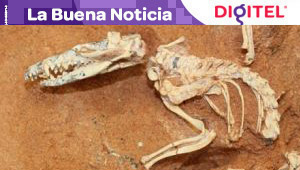 Descubren fósiles de dos mamíferos que vivieron hace 160 millones de años