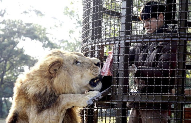 Fotos: Parque permite a visitantes alimentar a leones y tigres desde una jaula