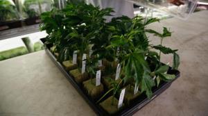 Quince productos de marihuana esperan para ser registrados en Jamaica