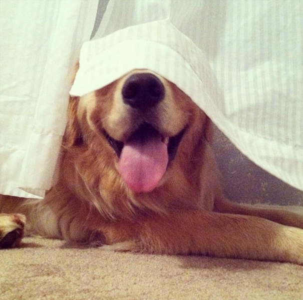 FOTOS: Perros que no saben jugar al escondite