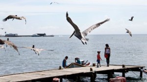 El pescado brilló por su ausencia en Manzanillo