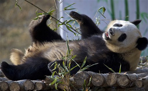 Crece la población de pandas gigantes en China